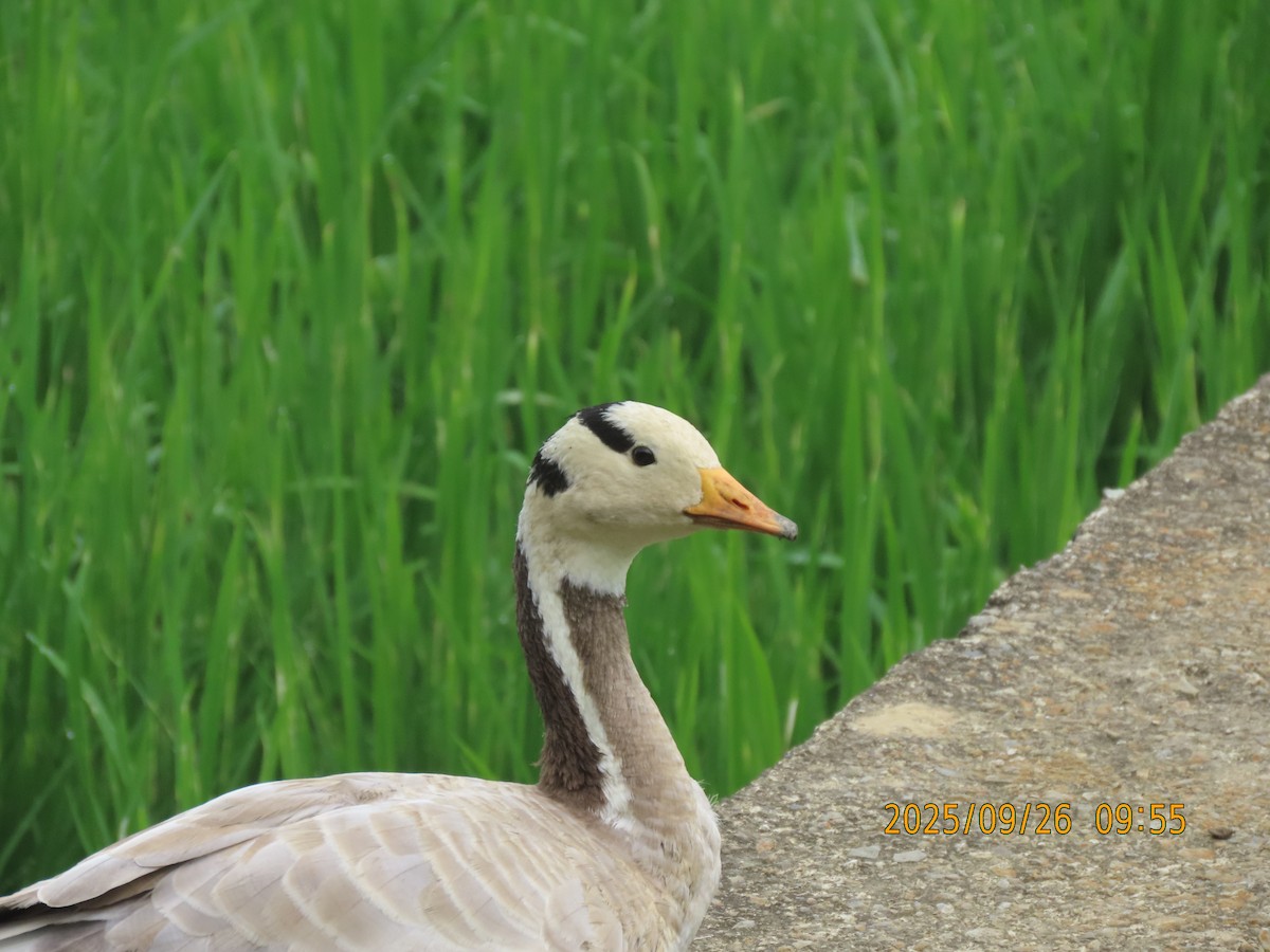 Гуска гірська - ML644399245