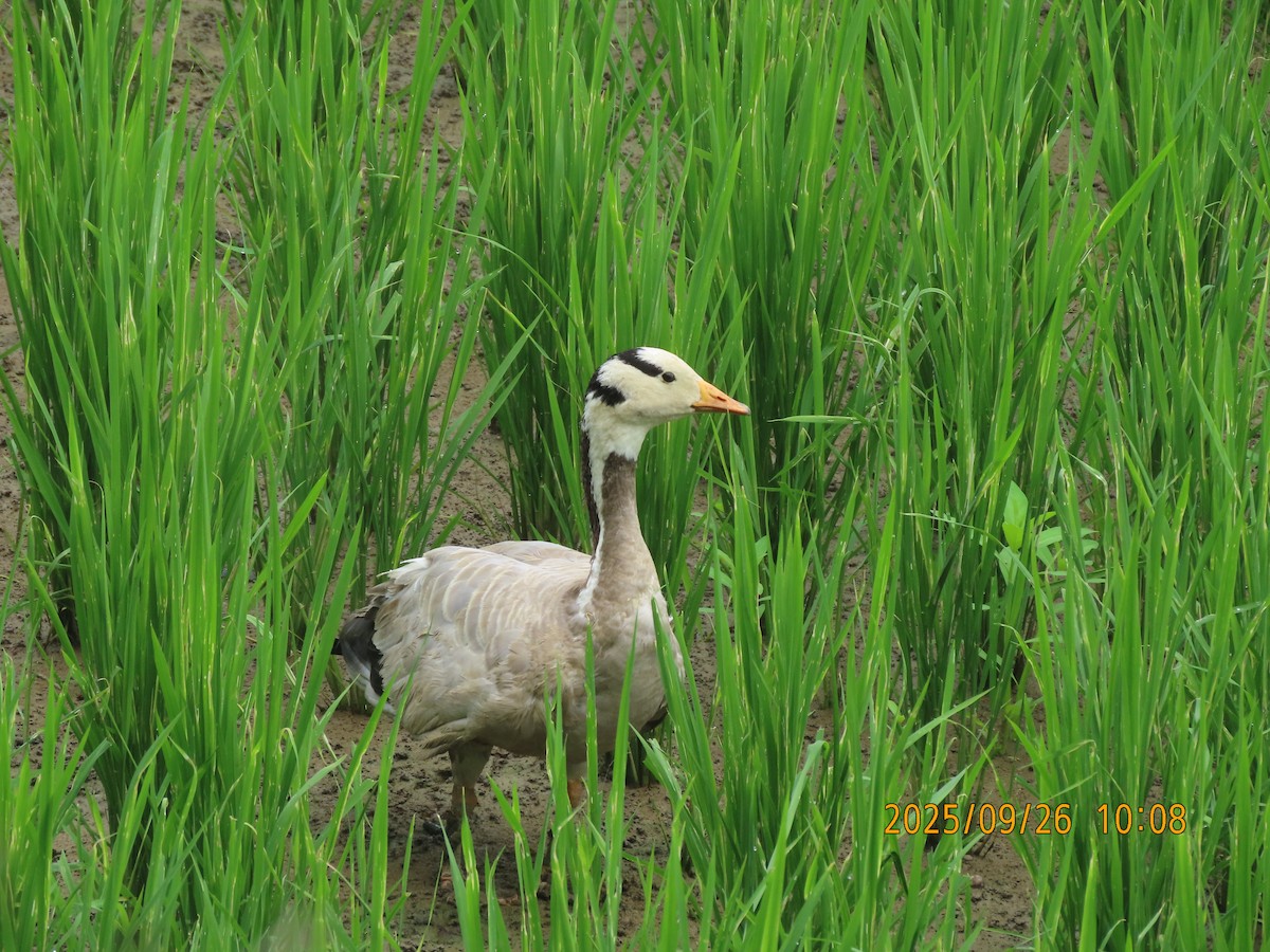 Гуска гірська - ML644399246