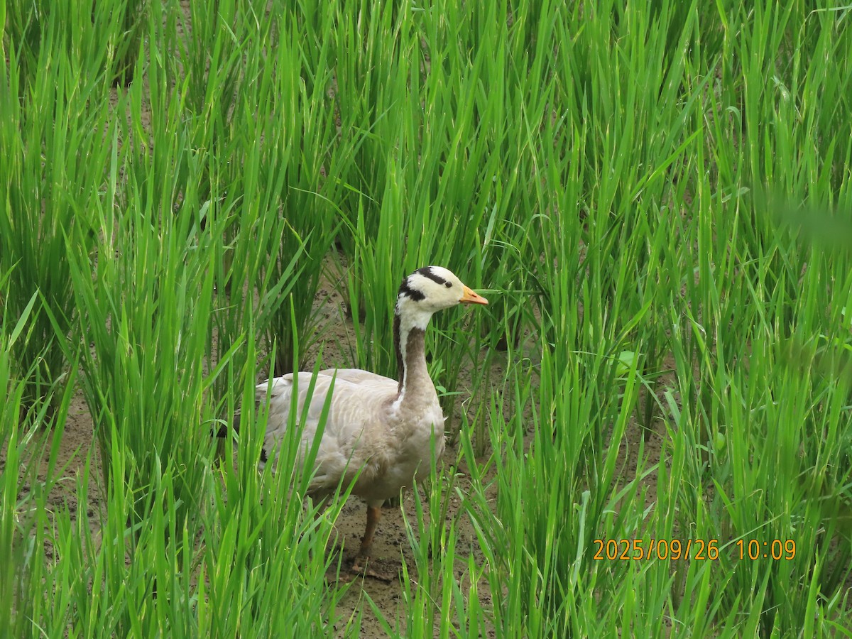 Гуска гірська - ML644399247