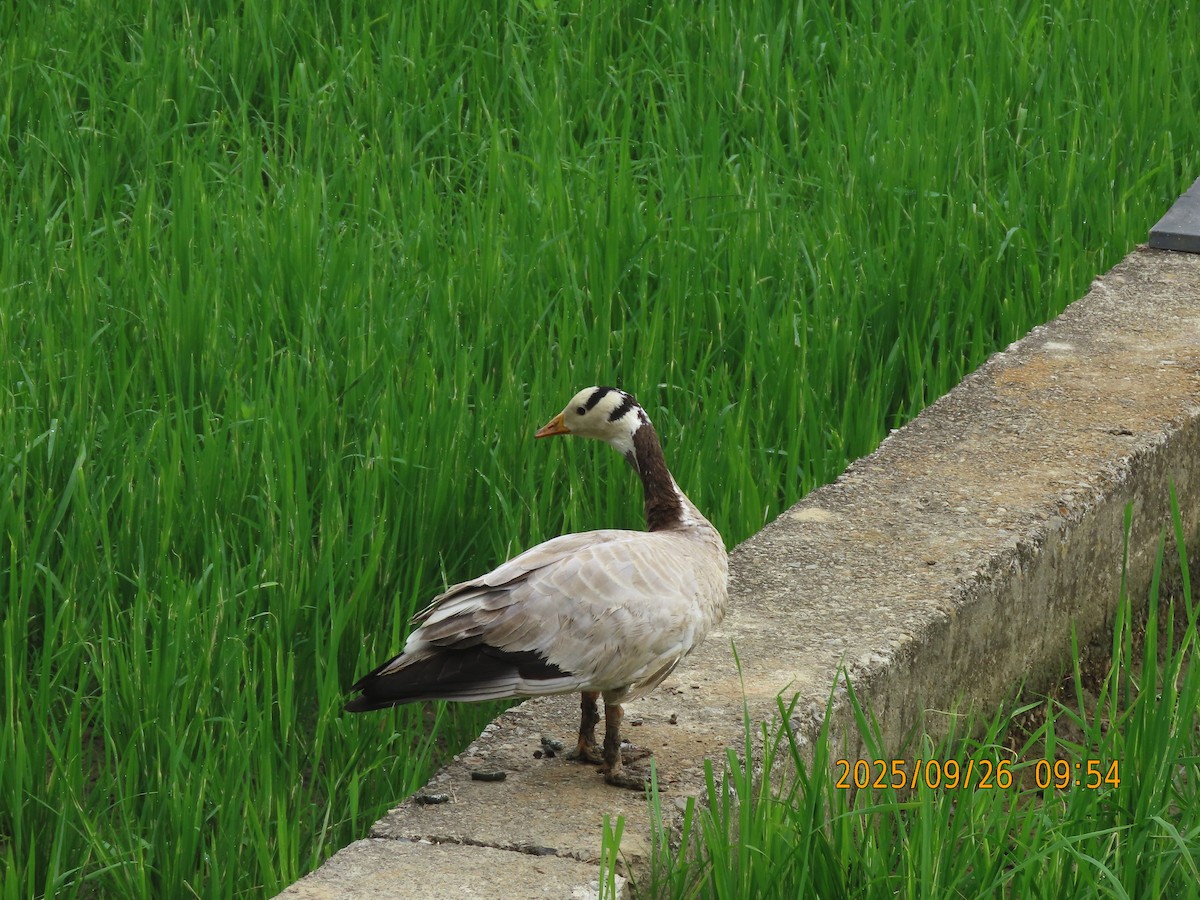 Гуска гірська - ML644399248