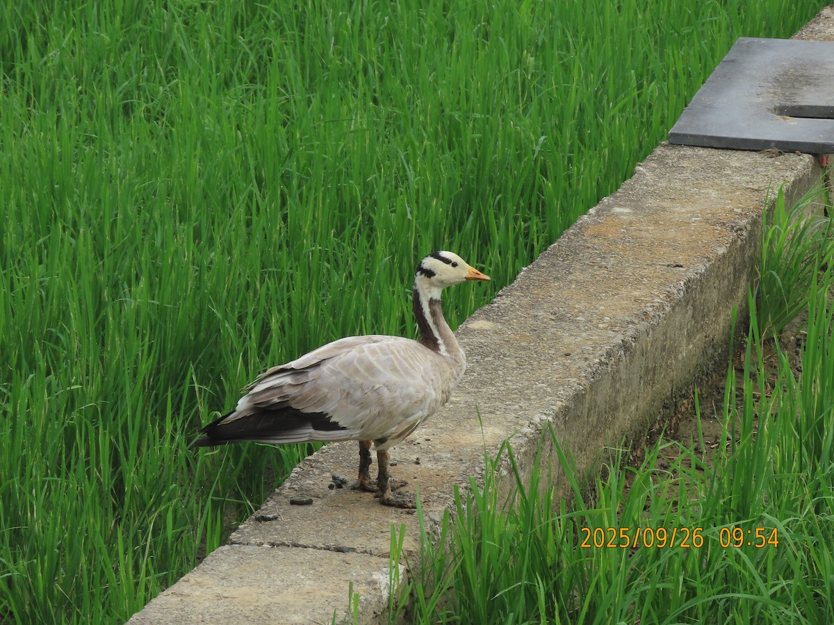 Гуска гірська - ML644399249