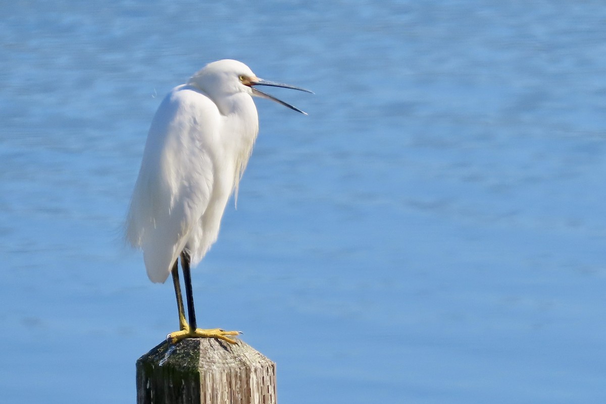 Snowy Egret - ML644399250