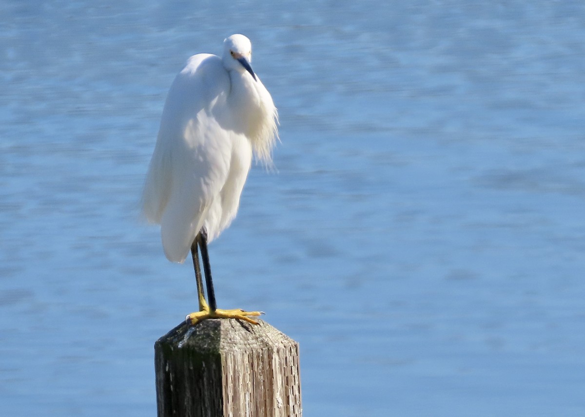 Snowy Egret - ML644399252