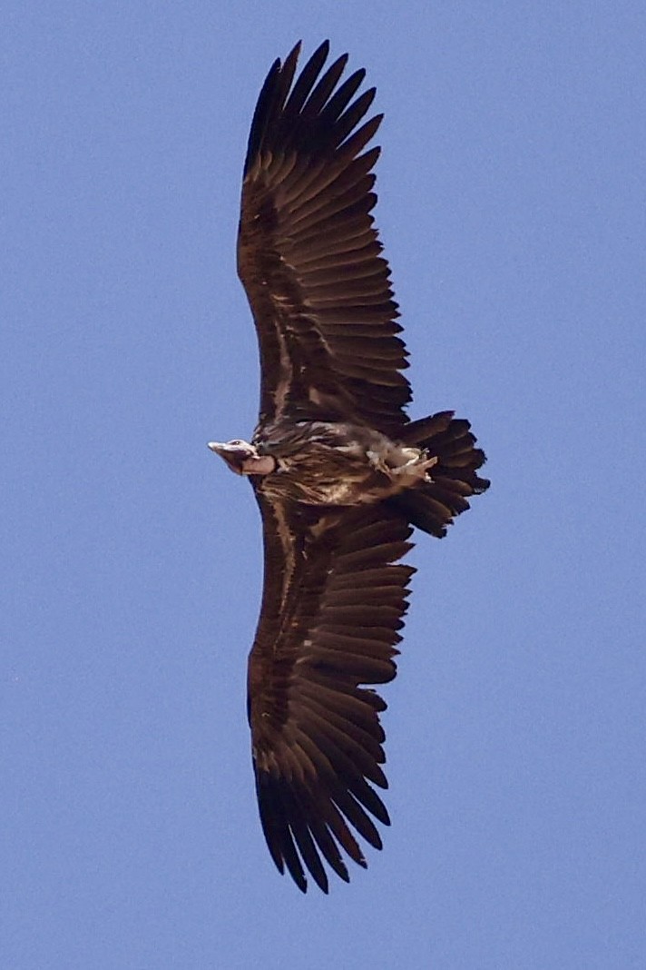 sup ušatý - ML644399258