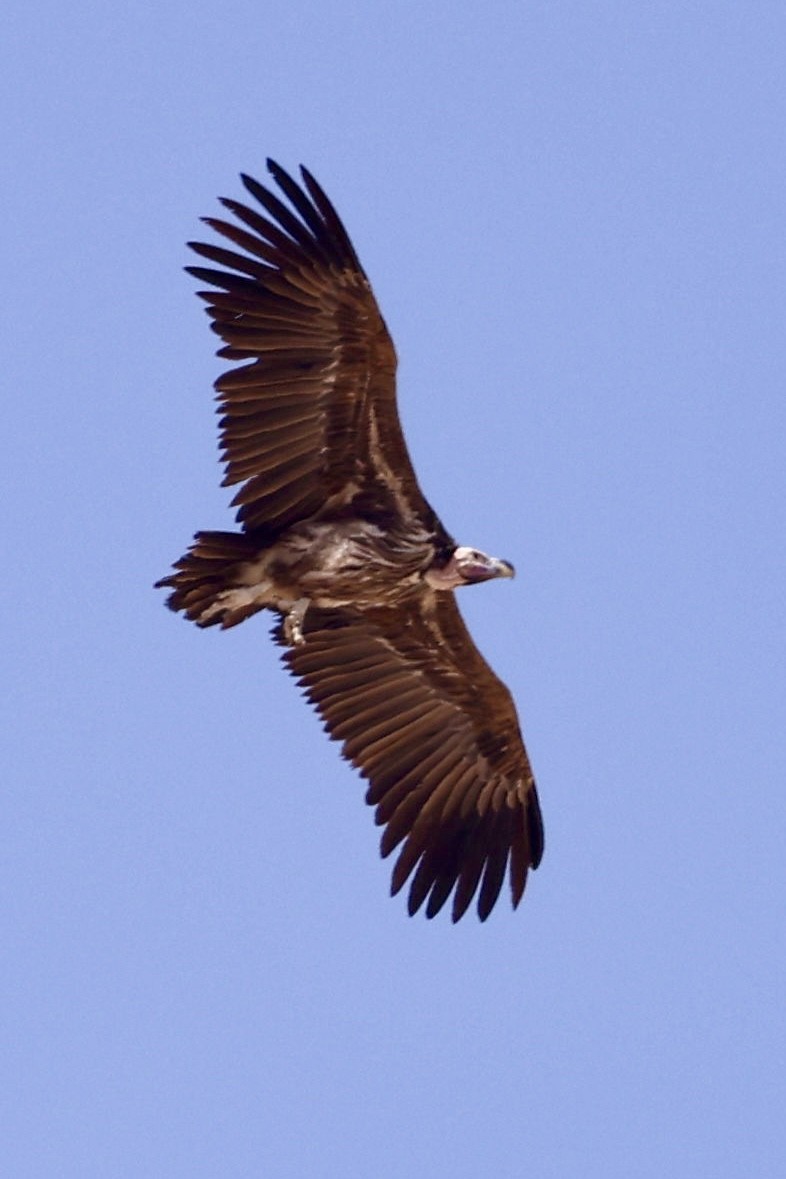 sup ušatý - ML644399259