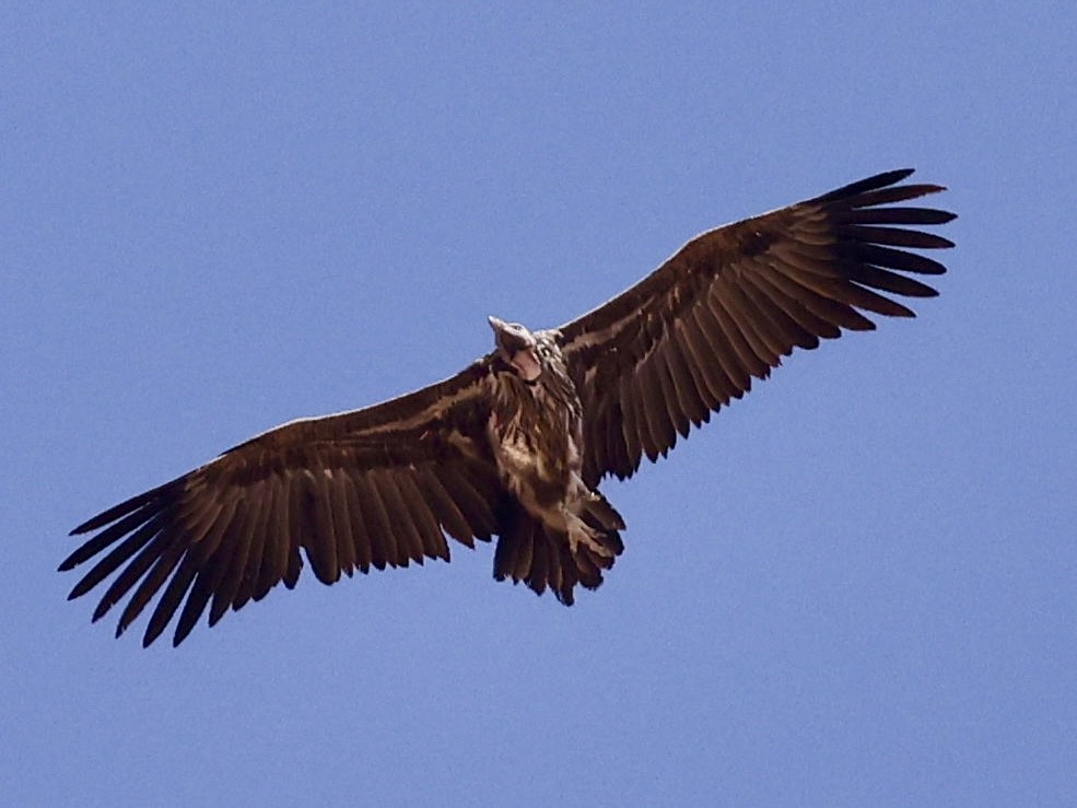 sup ušatý - ML644399260