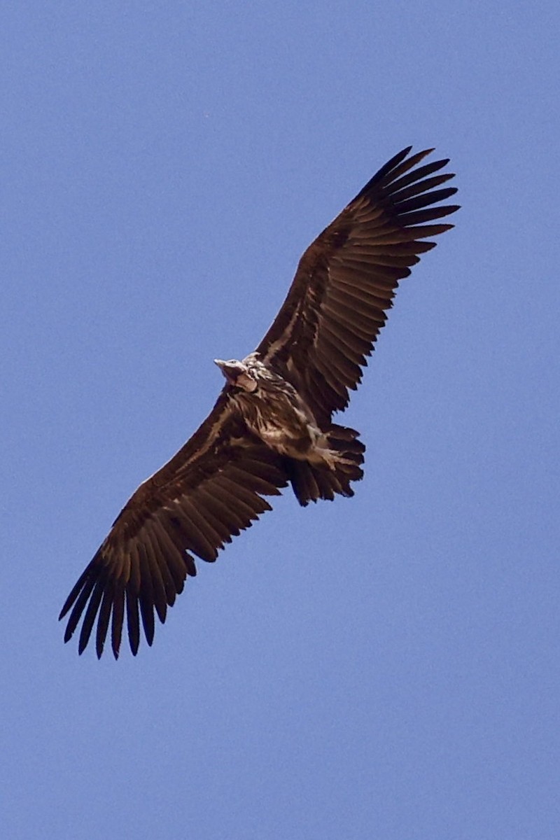 sup ušatý - ML644399261