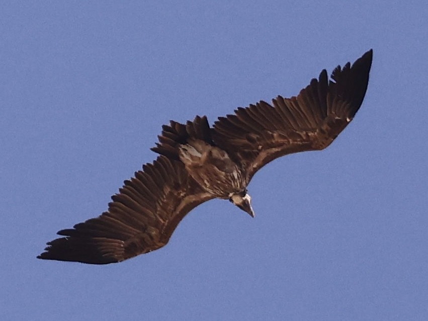 sup ušatý - ML644399262