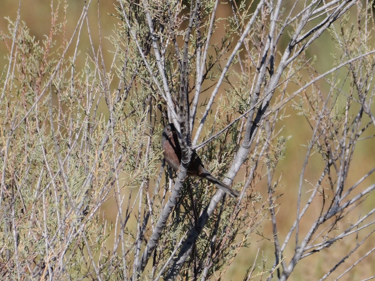 Dartford Warbler - ML644399270