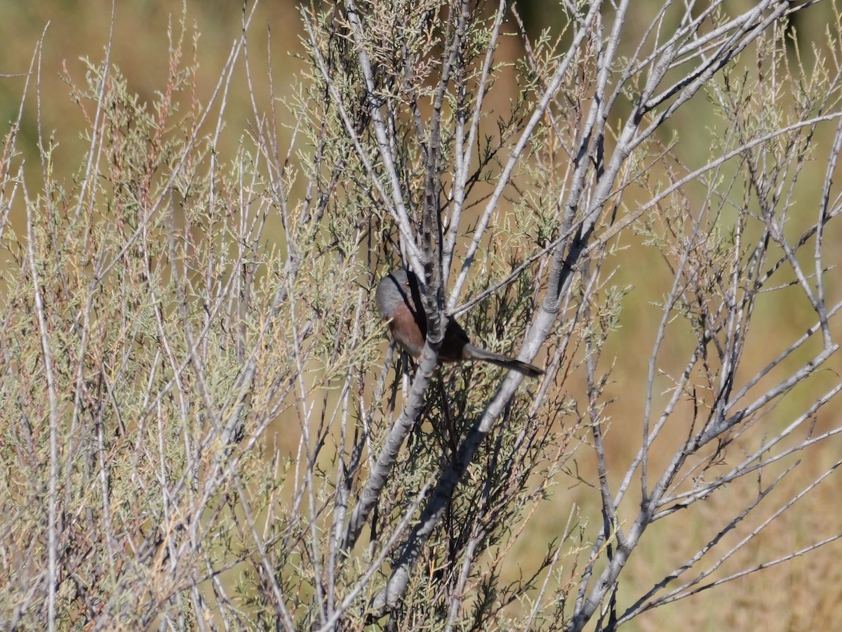 Dartford Warbler - ML644399271