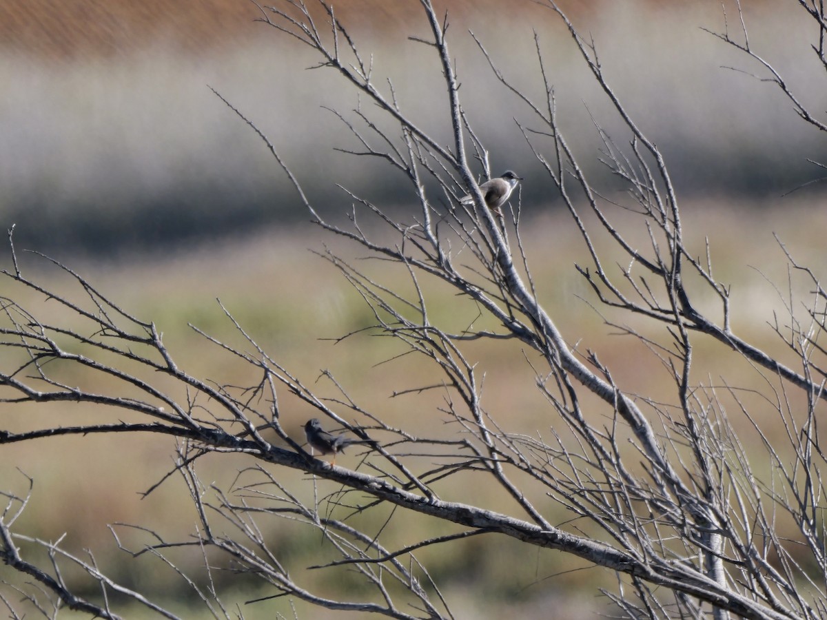 Dartford Warbler - ML644399272