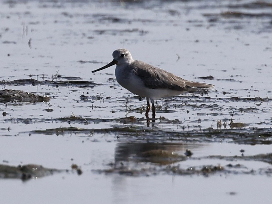 tereksnipe - ML644399285