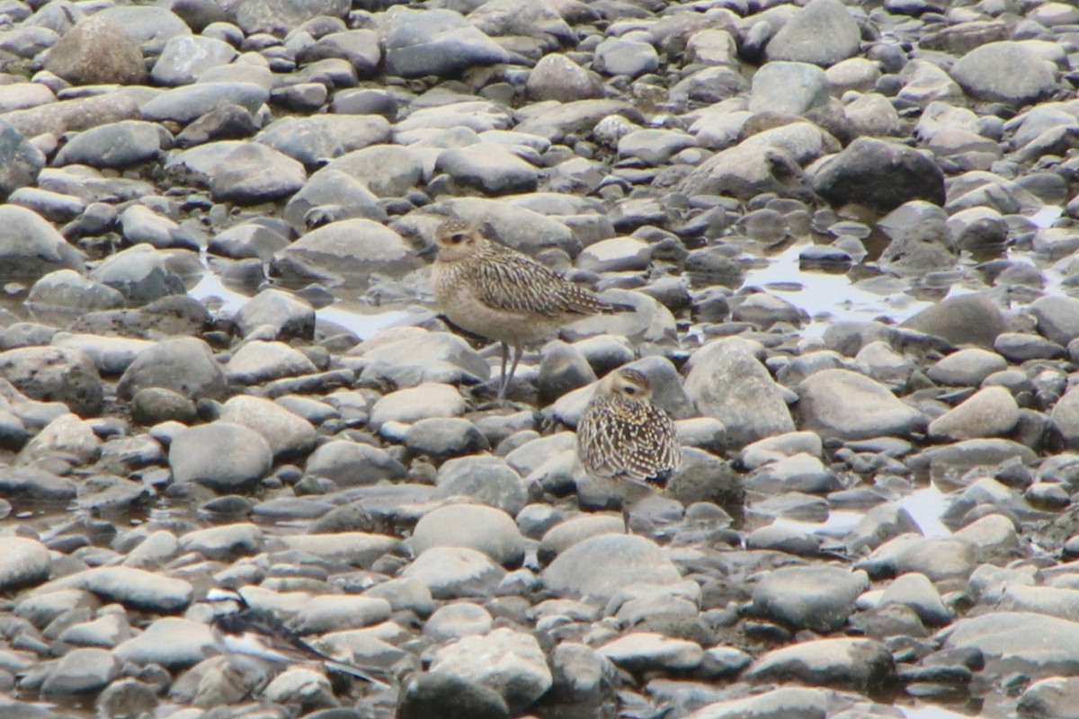 Küçük Altın Yağmurcun - ML644399287