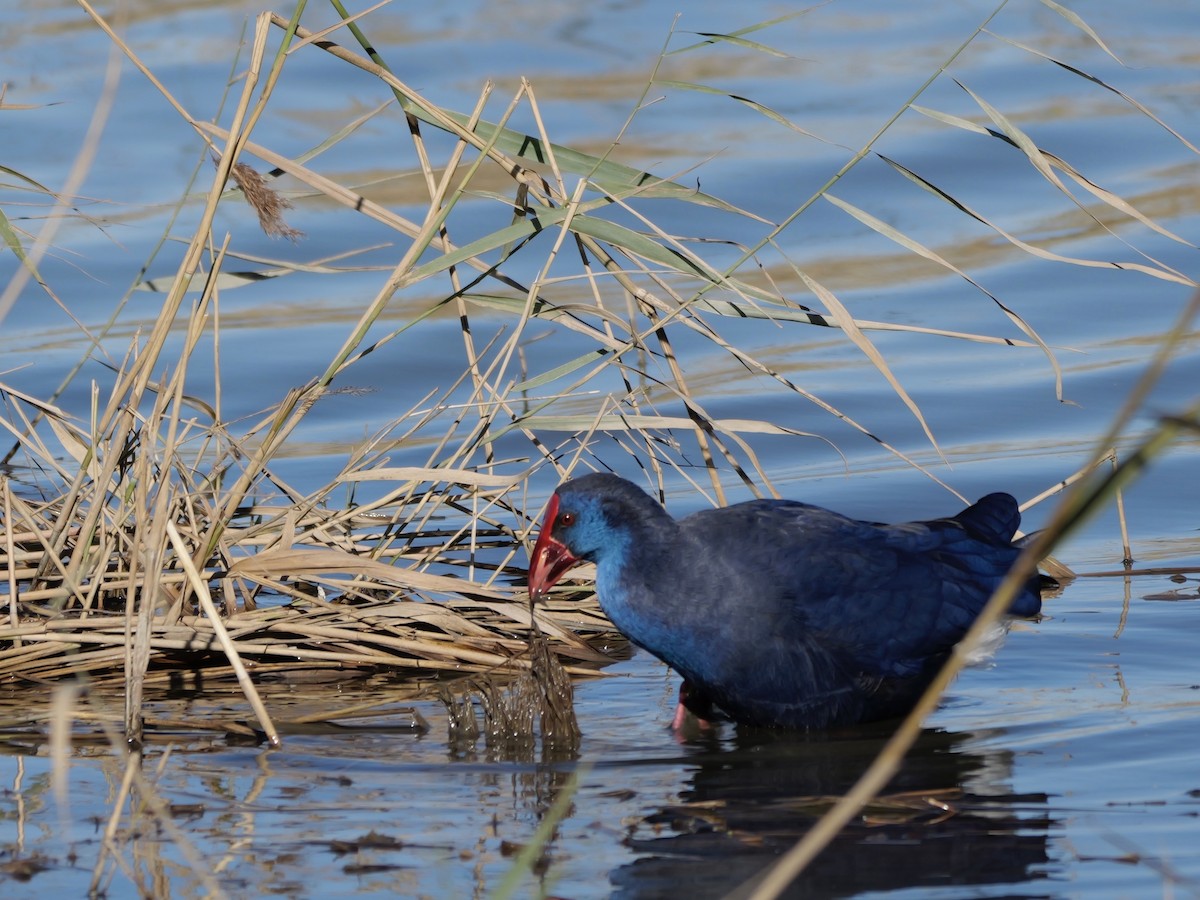 セイケイ - ML644399291