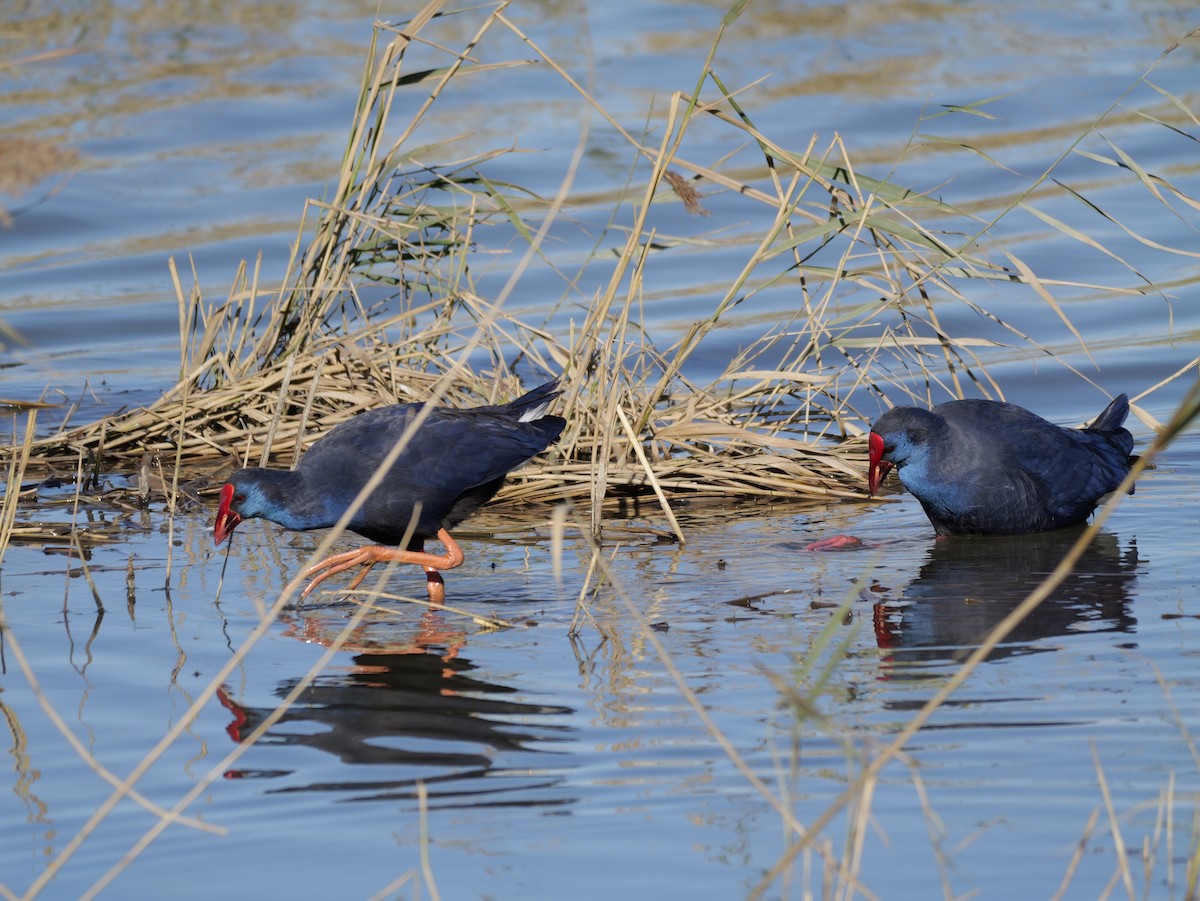 セイケイ - ML644399292