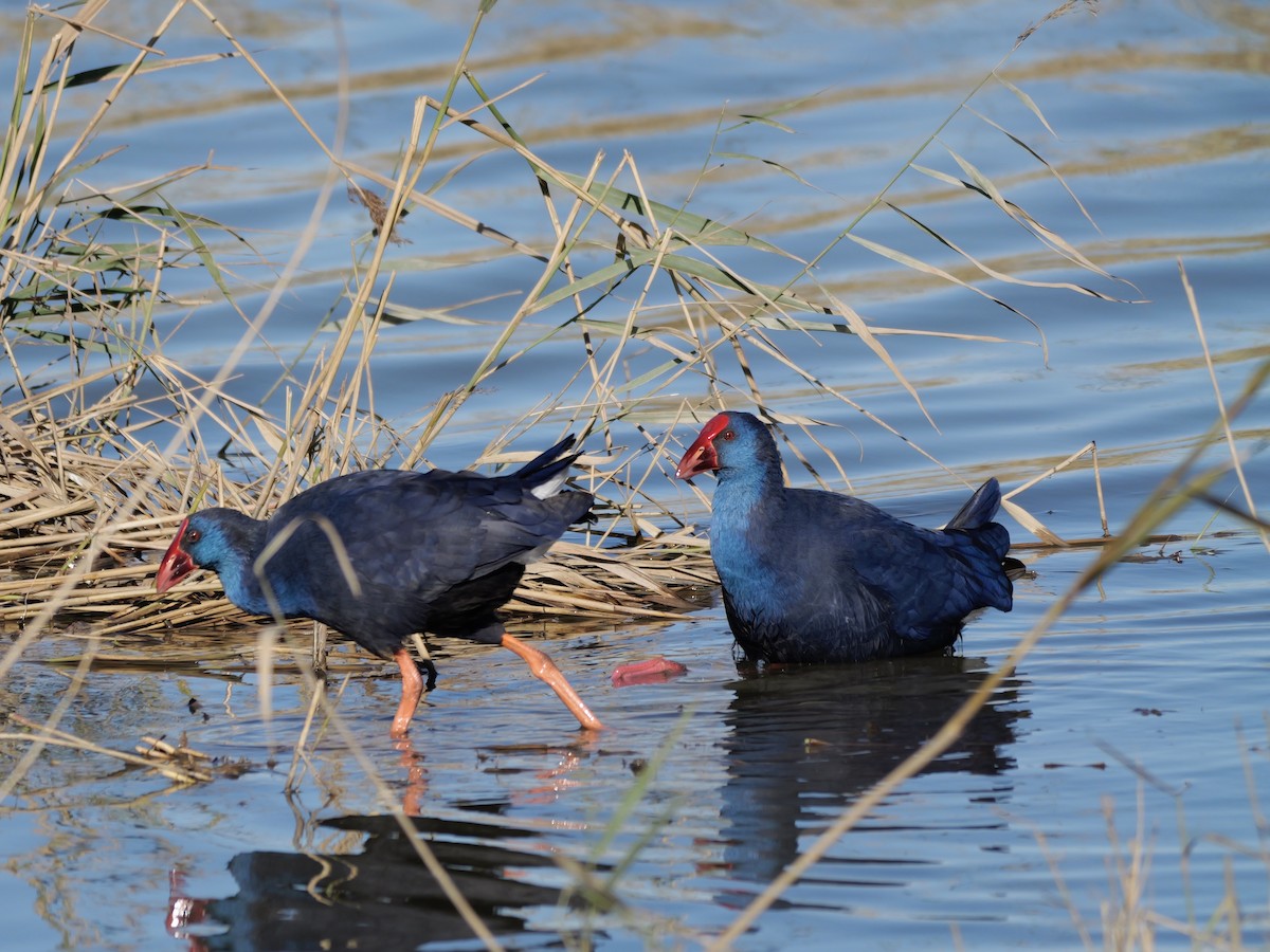 セイケイ - ML644399293