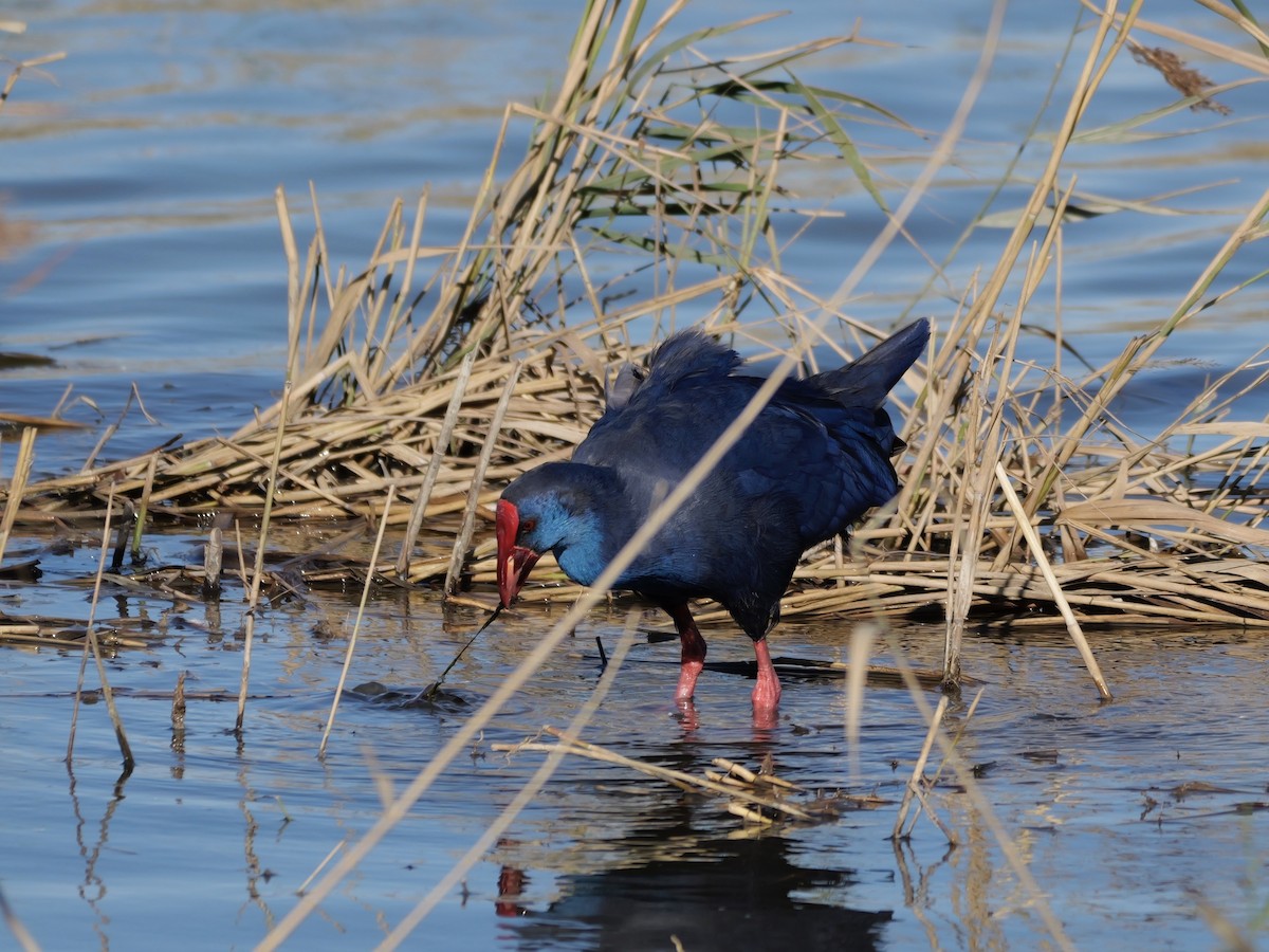 セイケイ - ML644399294