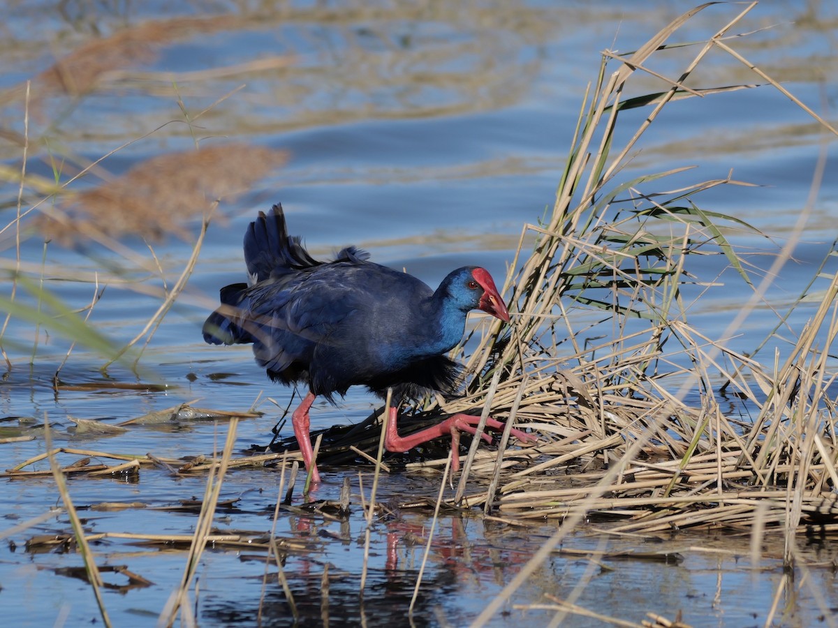 セイケイ - ML644399295