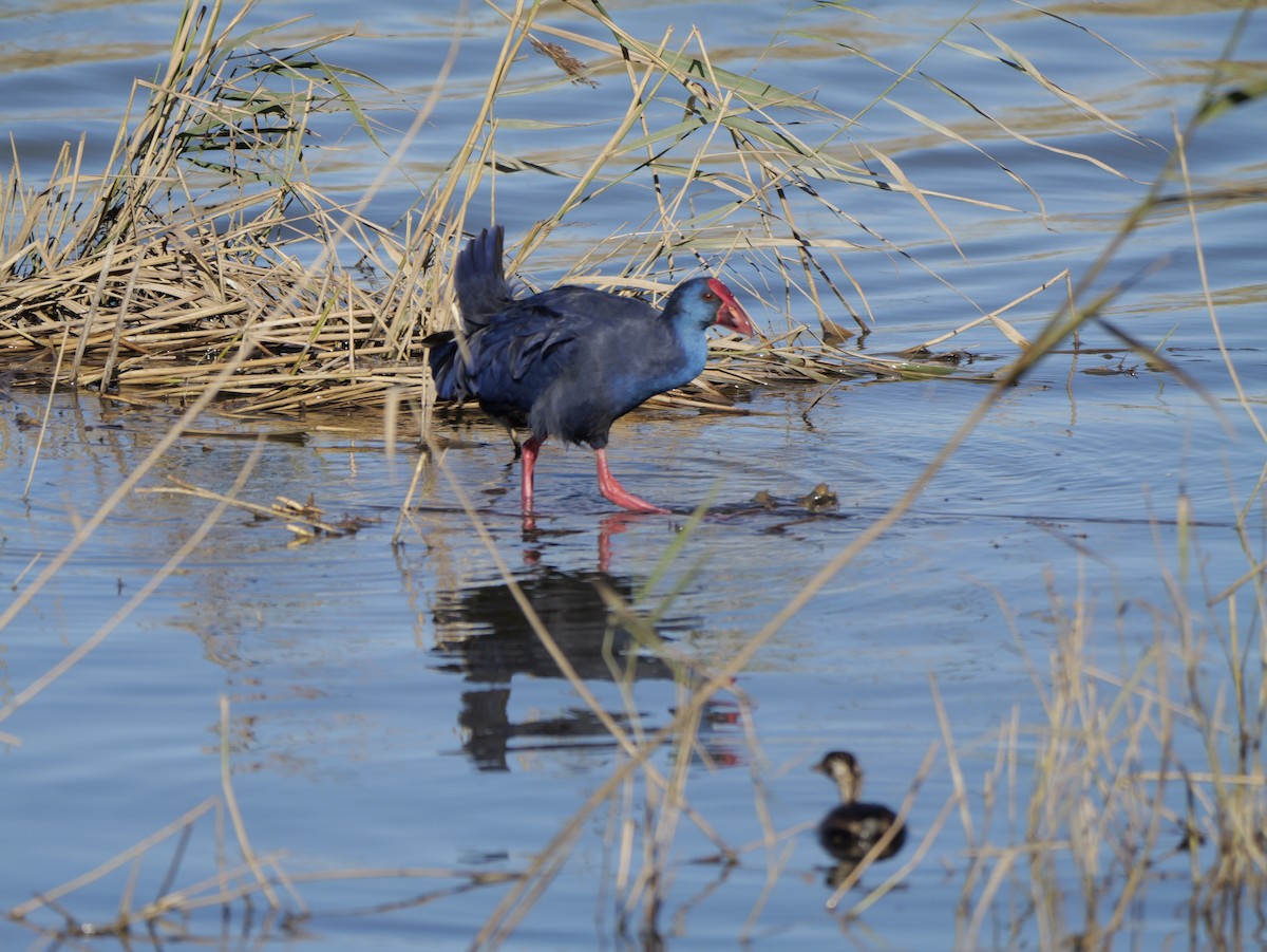 セイケイ - ML644399296