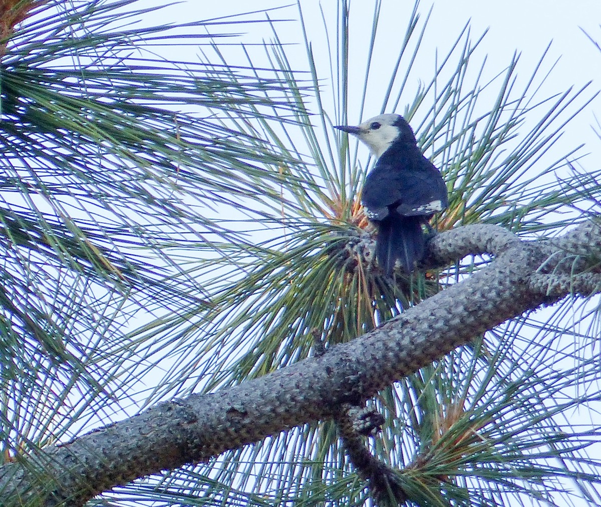 White-headed Woodpecker - ML644399297