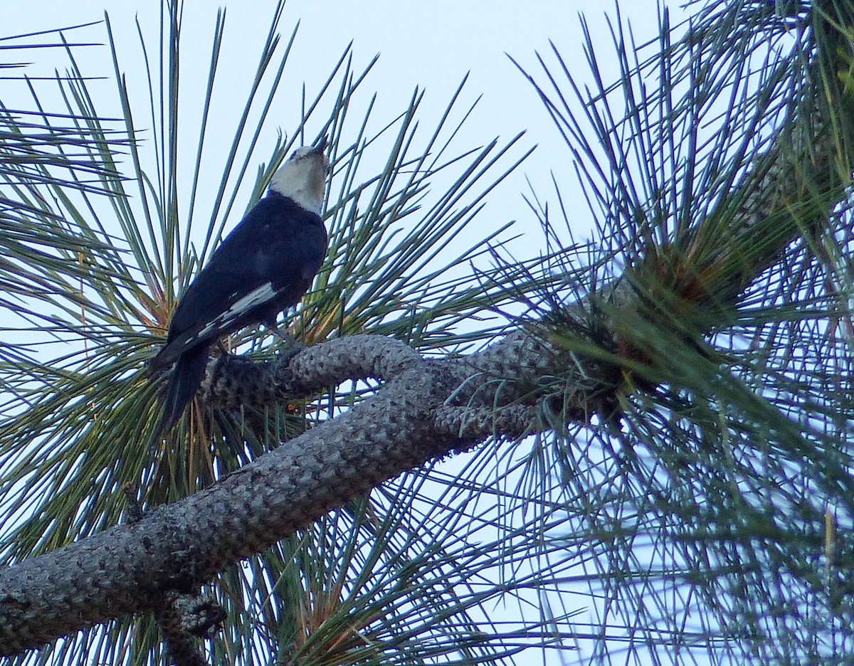 White-headed Woodpecker - ML644399298