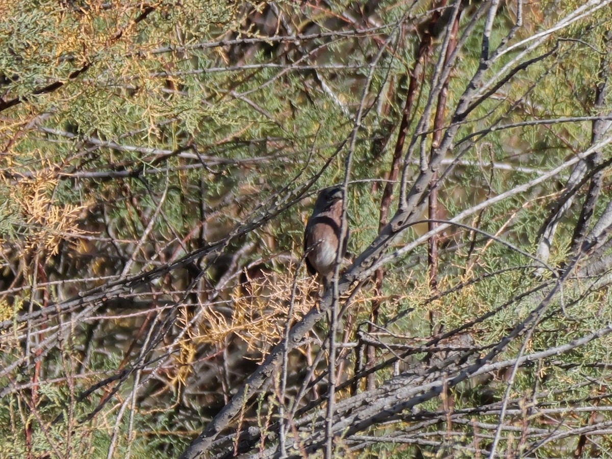 Dartford Warbler - ML644399305