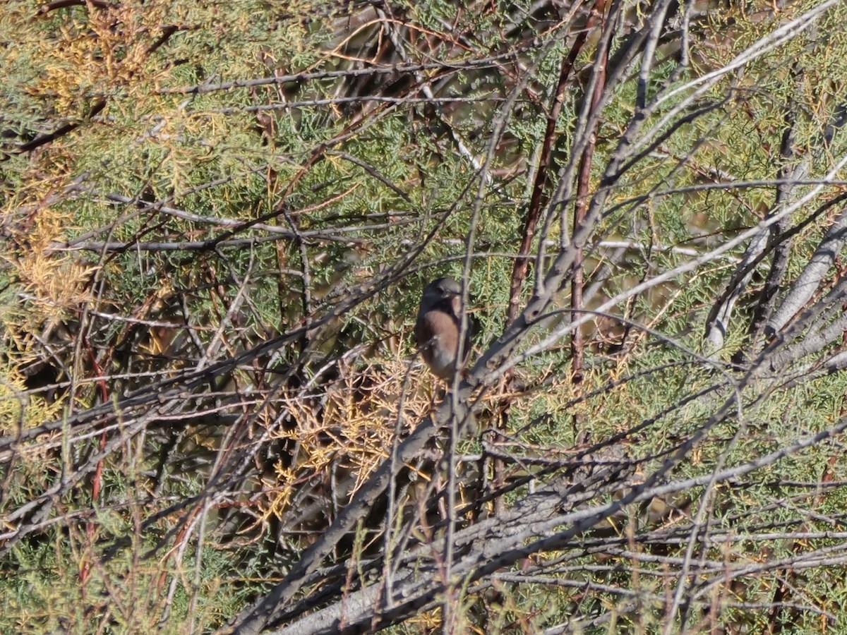 Dartford Warbler - ML644399306