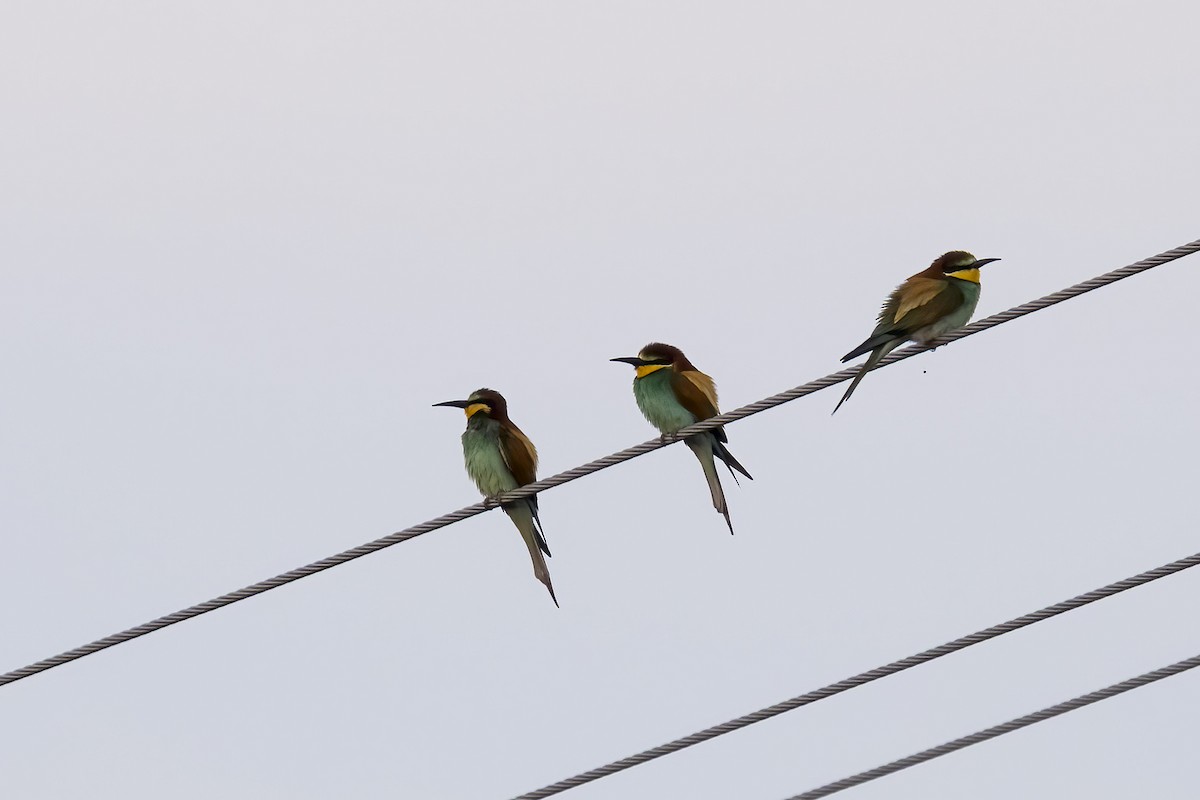 Золотистая щурка - ML644399308