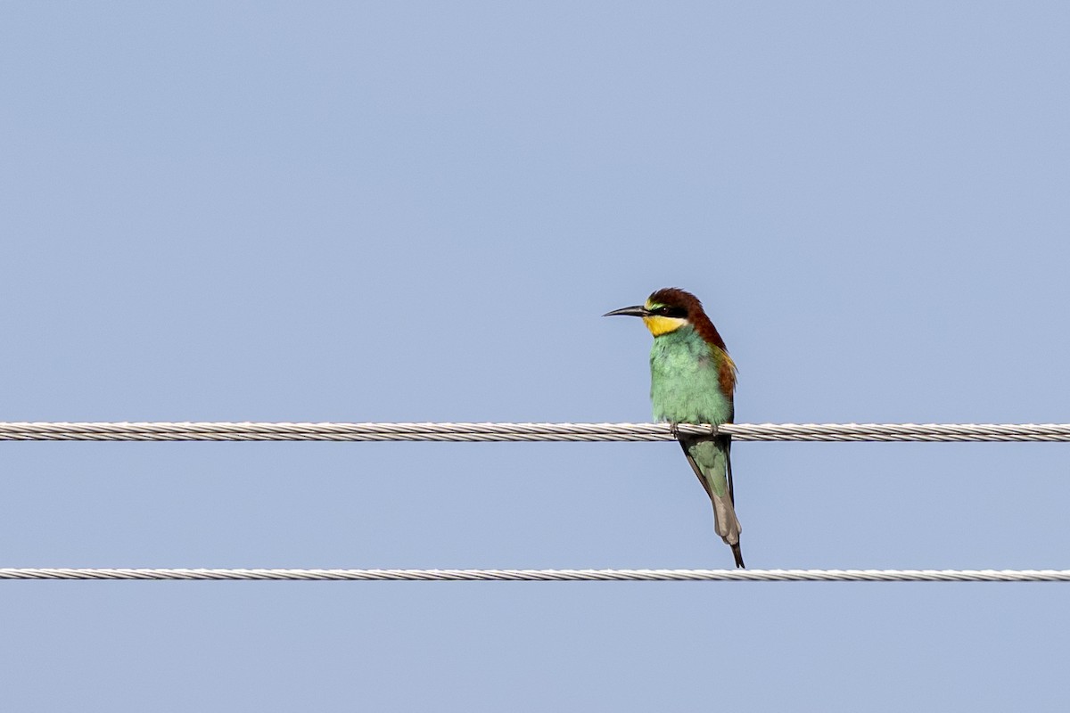 Золотистая щурка - ML644399309