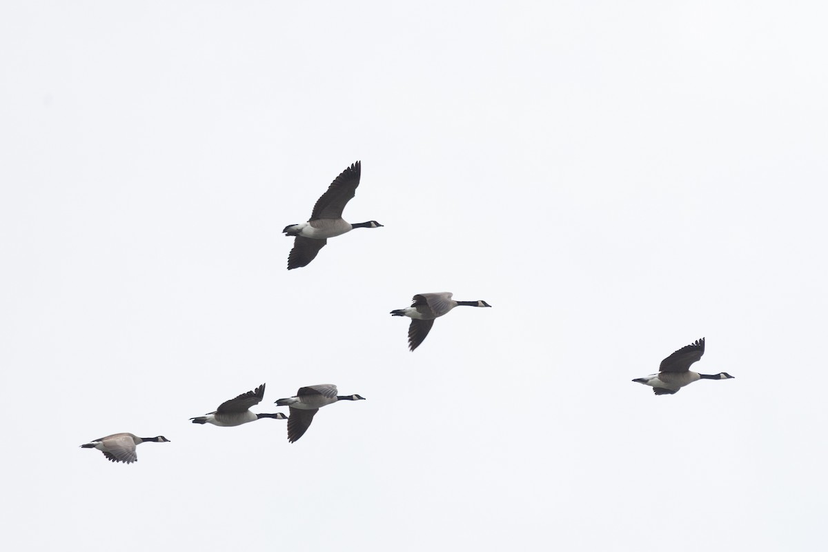 Казарка канадська - ML644399311