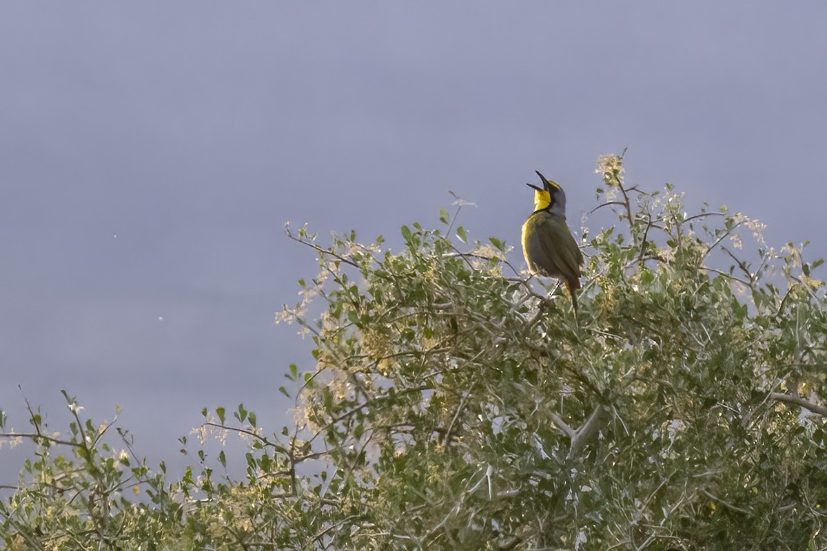 Bokmakierie - ML644399317