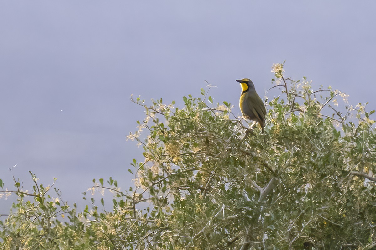 Bokmakierie - ML644399318