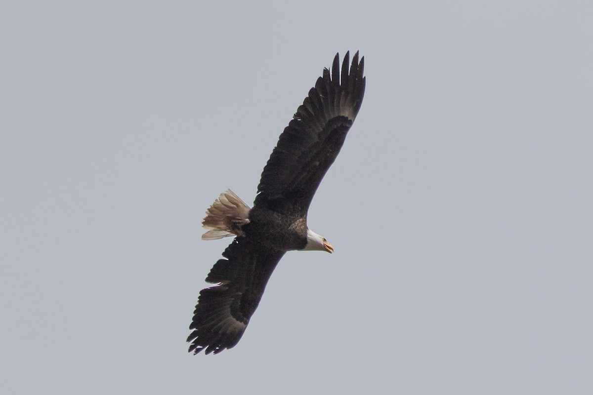 Белоголовый орлан - ML644399320