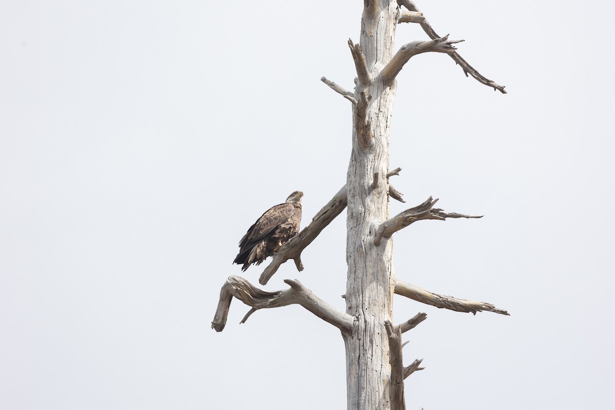 Белоголовый орлан - ML644399321