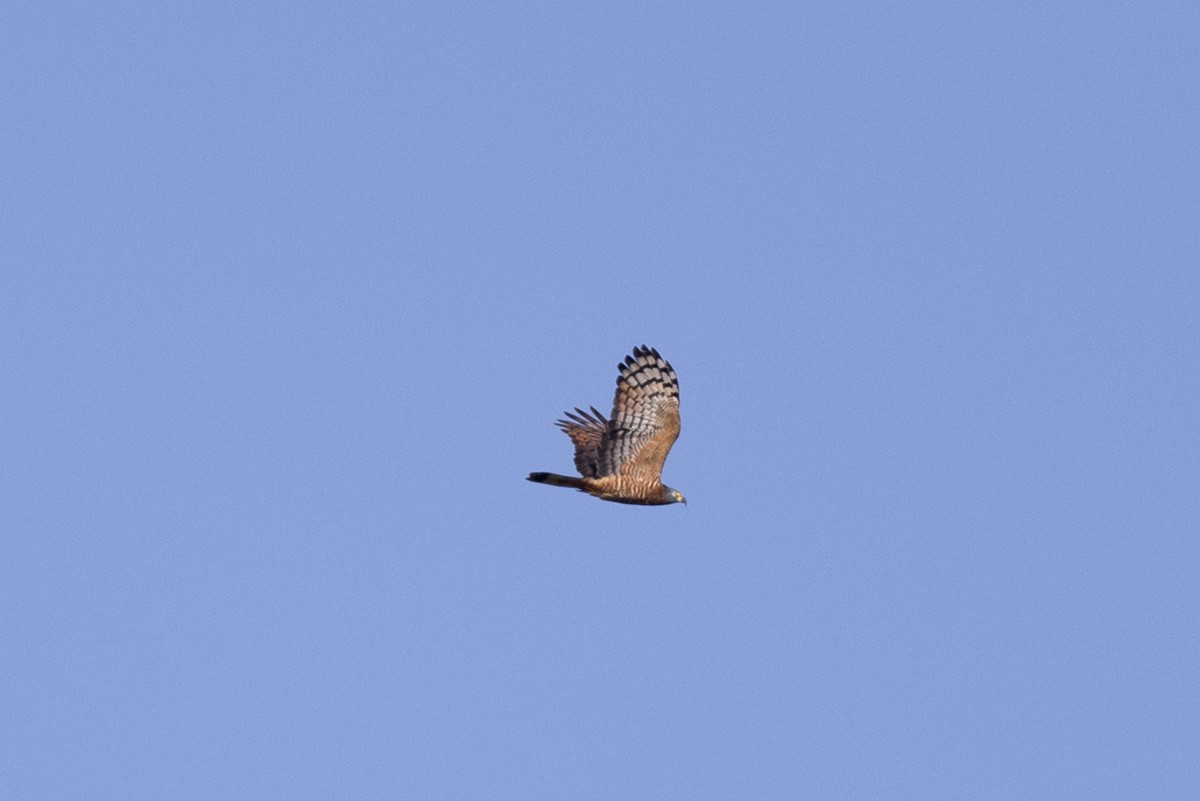 Hook-billed Kite - ML644399337
