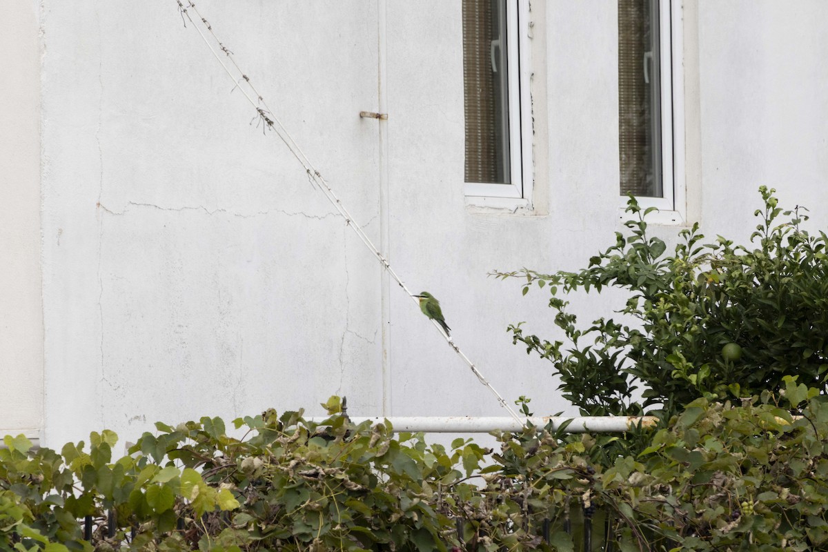 Guêpier de Perse - ML644399339