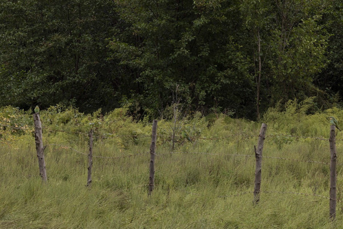 Guêpier de Perse - ML644399340