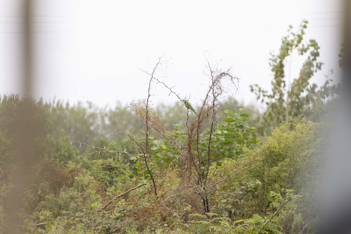 Guêpier de Perse - ML644399341