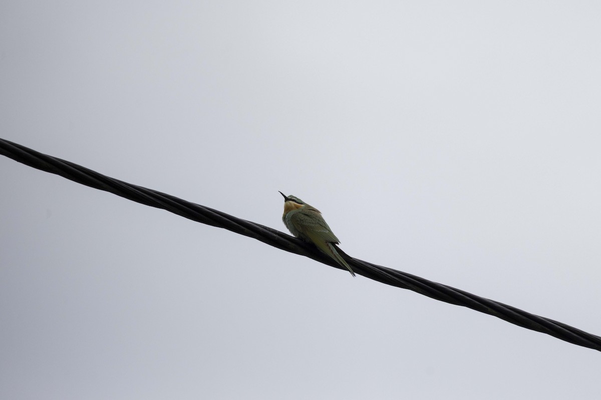 Guêpier de Perse - ML644399342