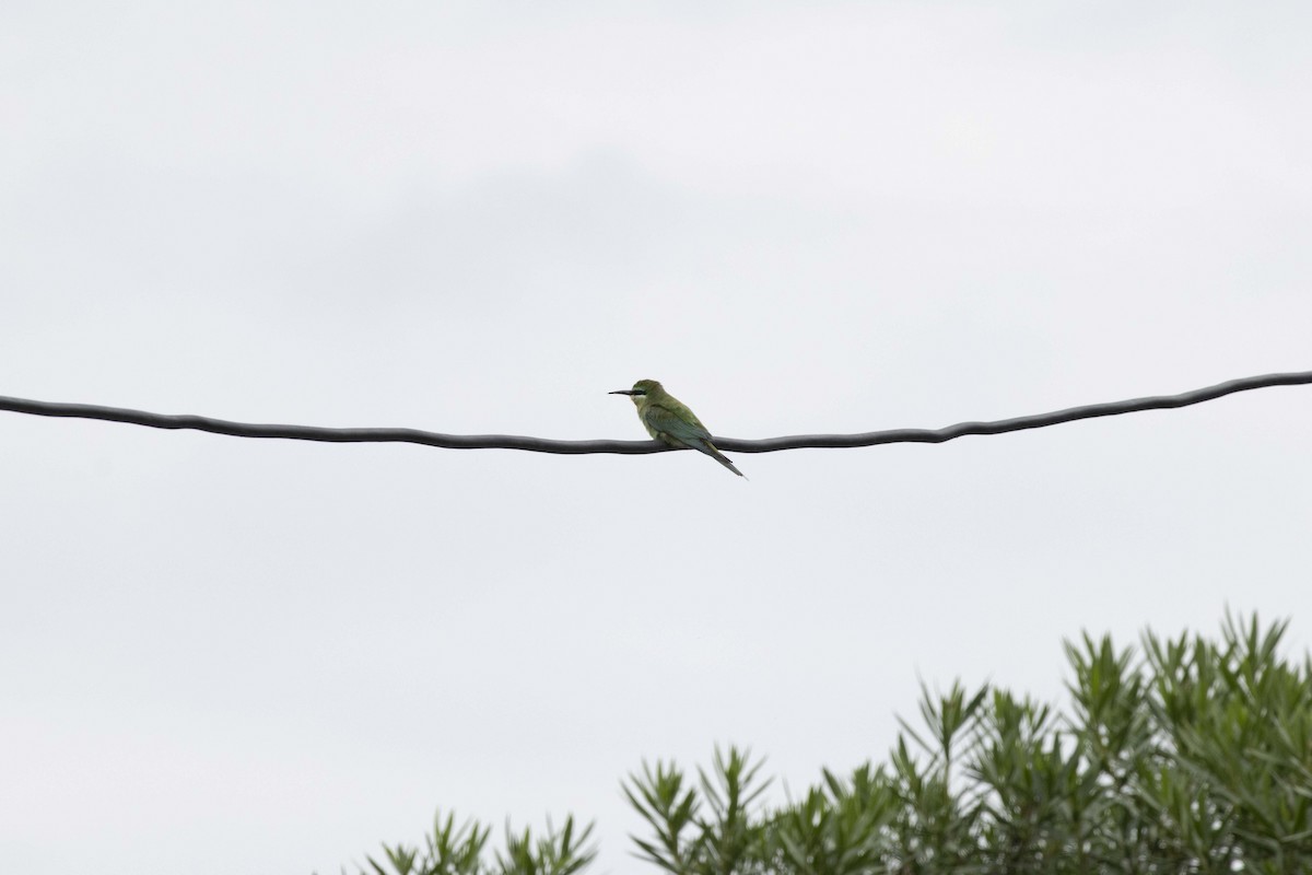 Guêpier de Perse - ML644399343