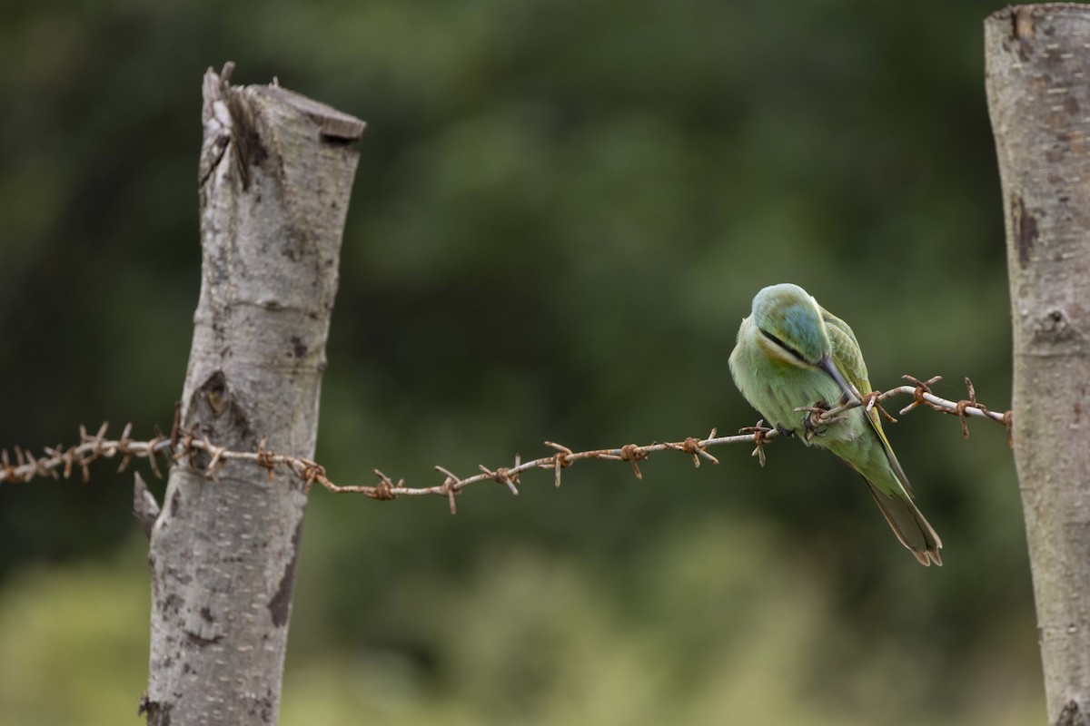 Guêpier de Perse - ML644399344