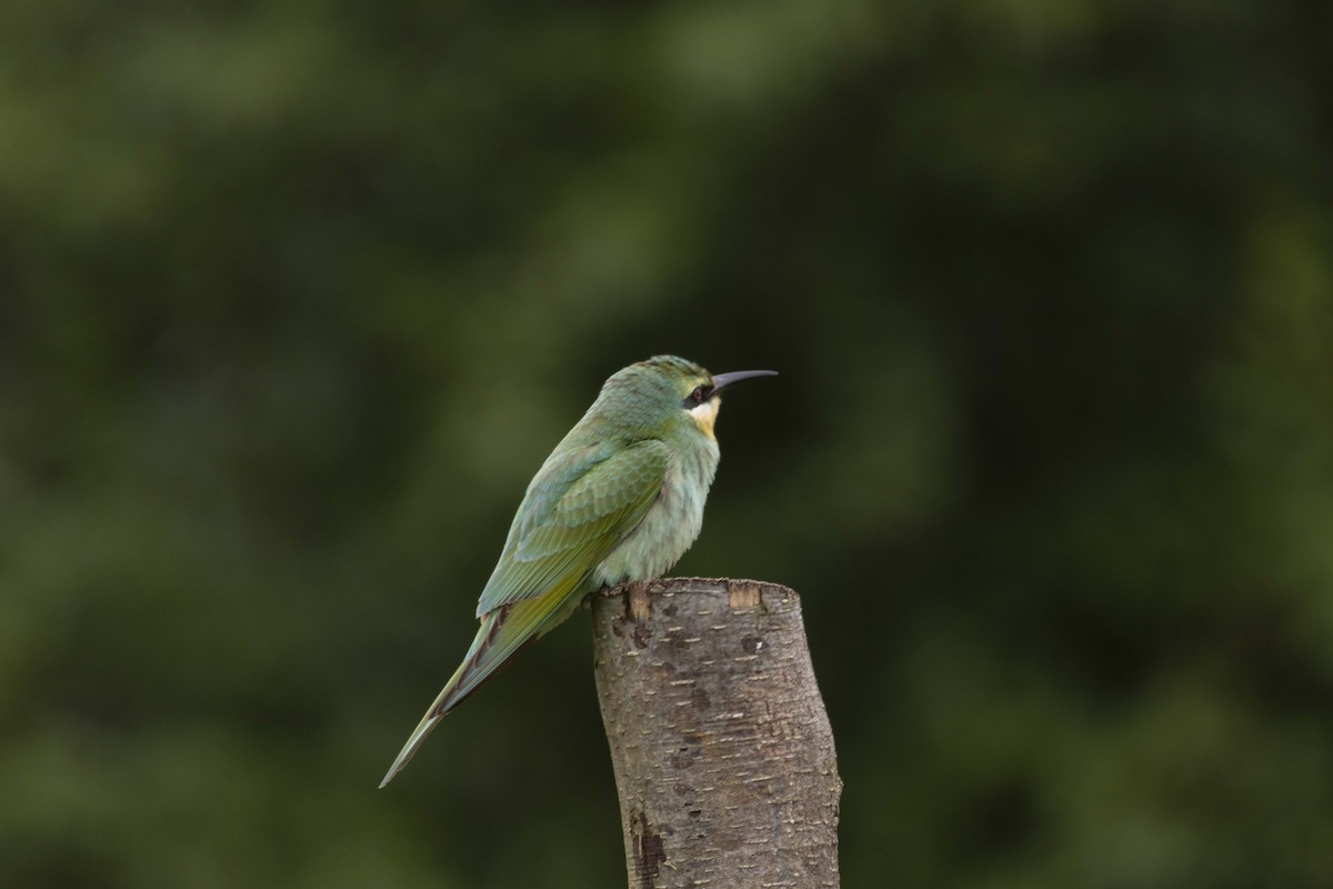 Guêpier de Perse - ML644399345