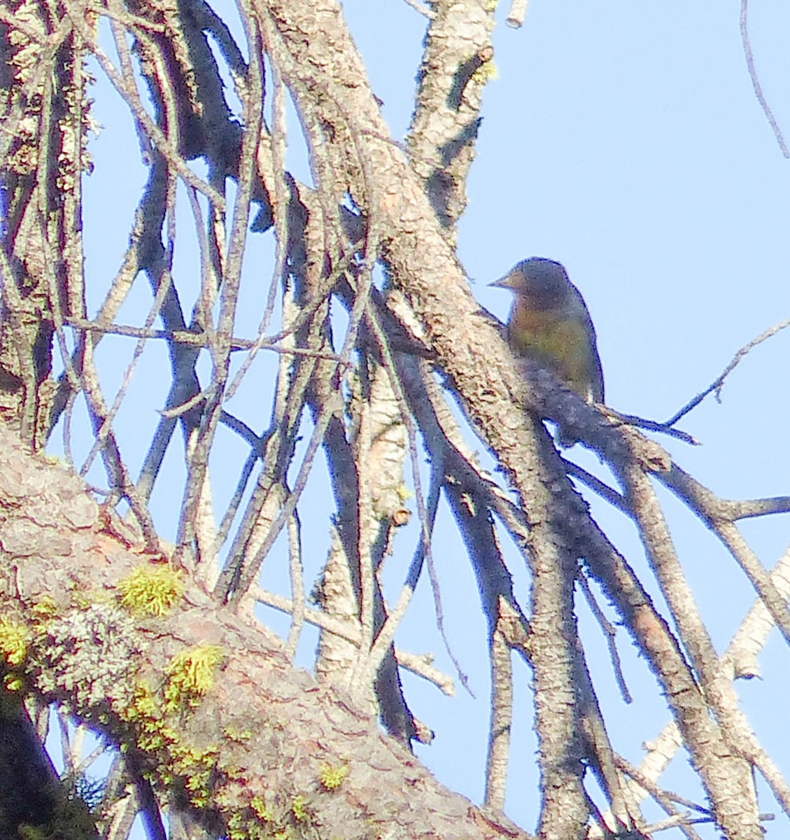 Western Tanager - ML644399359