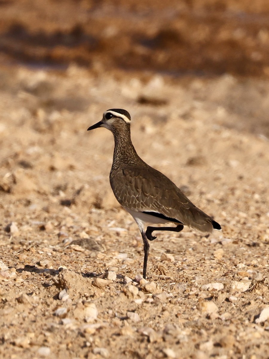 Vanneau sociable - ML644399363