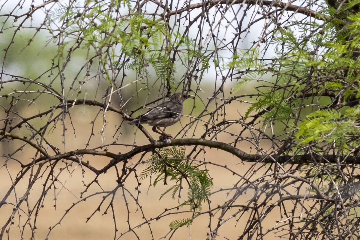 Wattled Starling - ML644399367