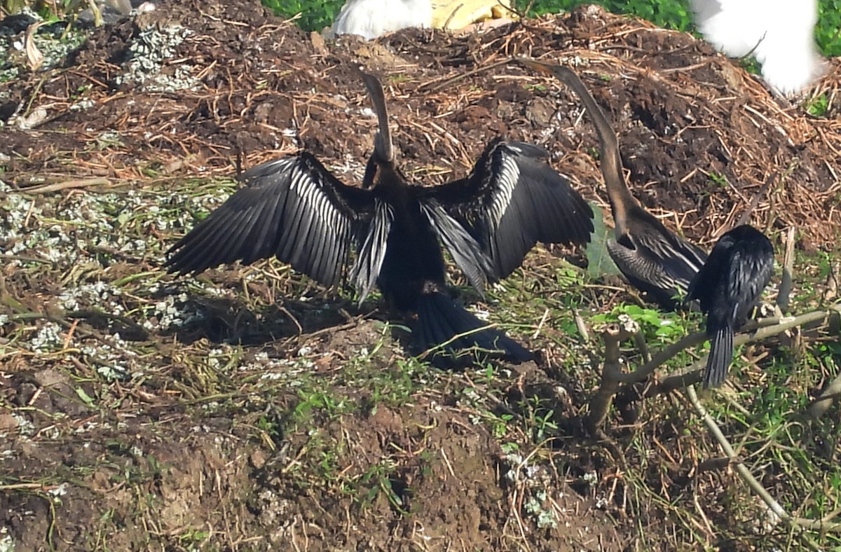 Oriental Darter - ML644399368