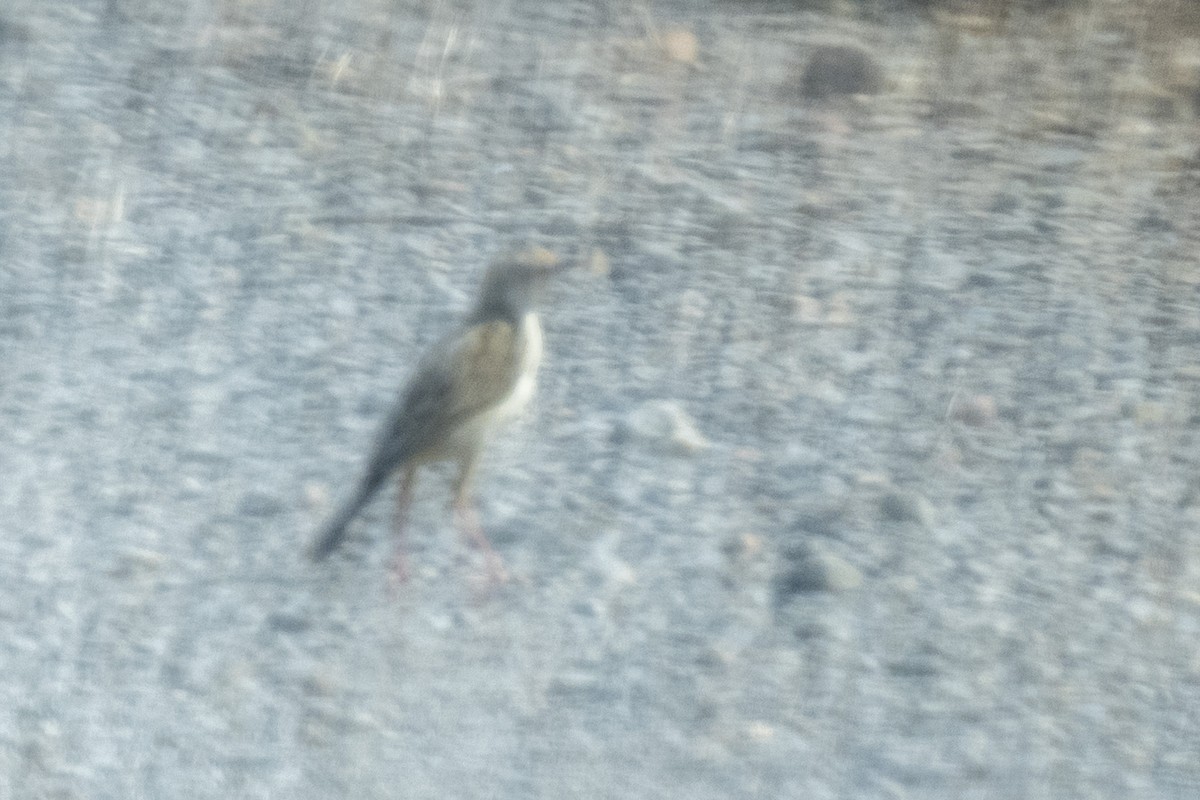 Desert Cisticola - ML644399378