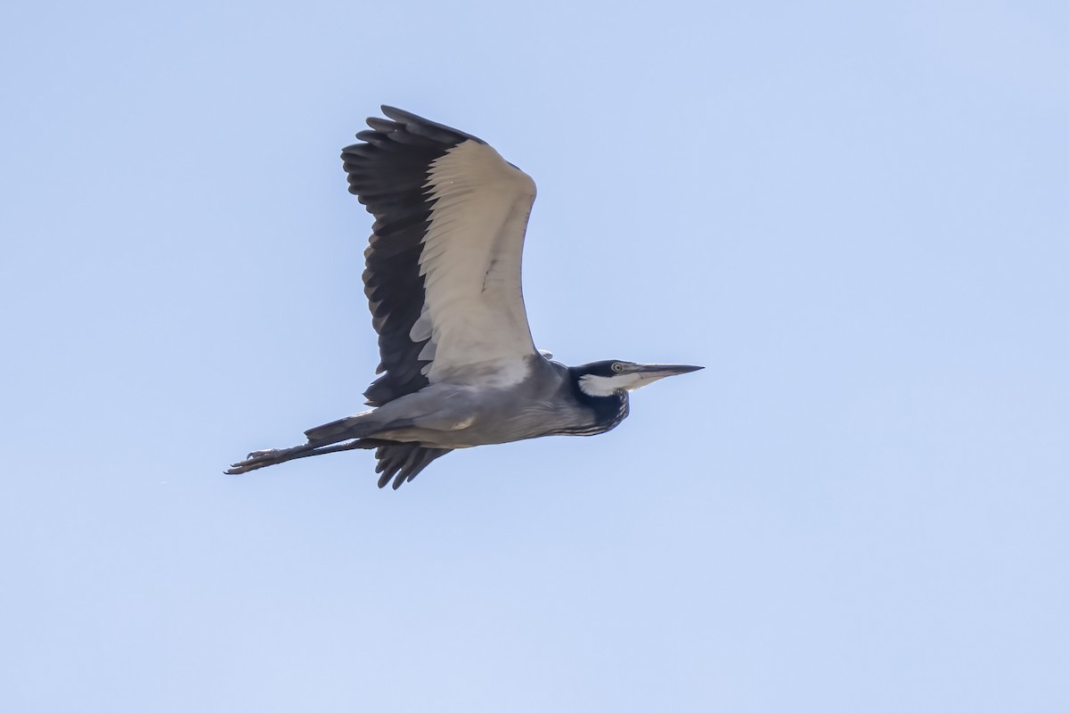 Black-headed Heron - ML644399380