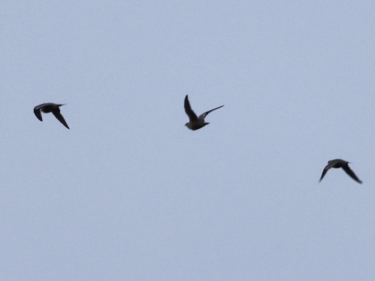 Chestnut-bellied Sandgrouse (Arabian) - ML644399384