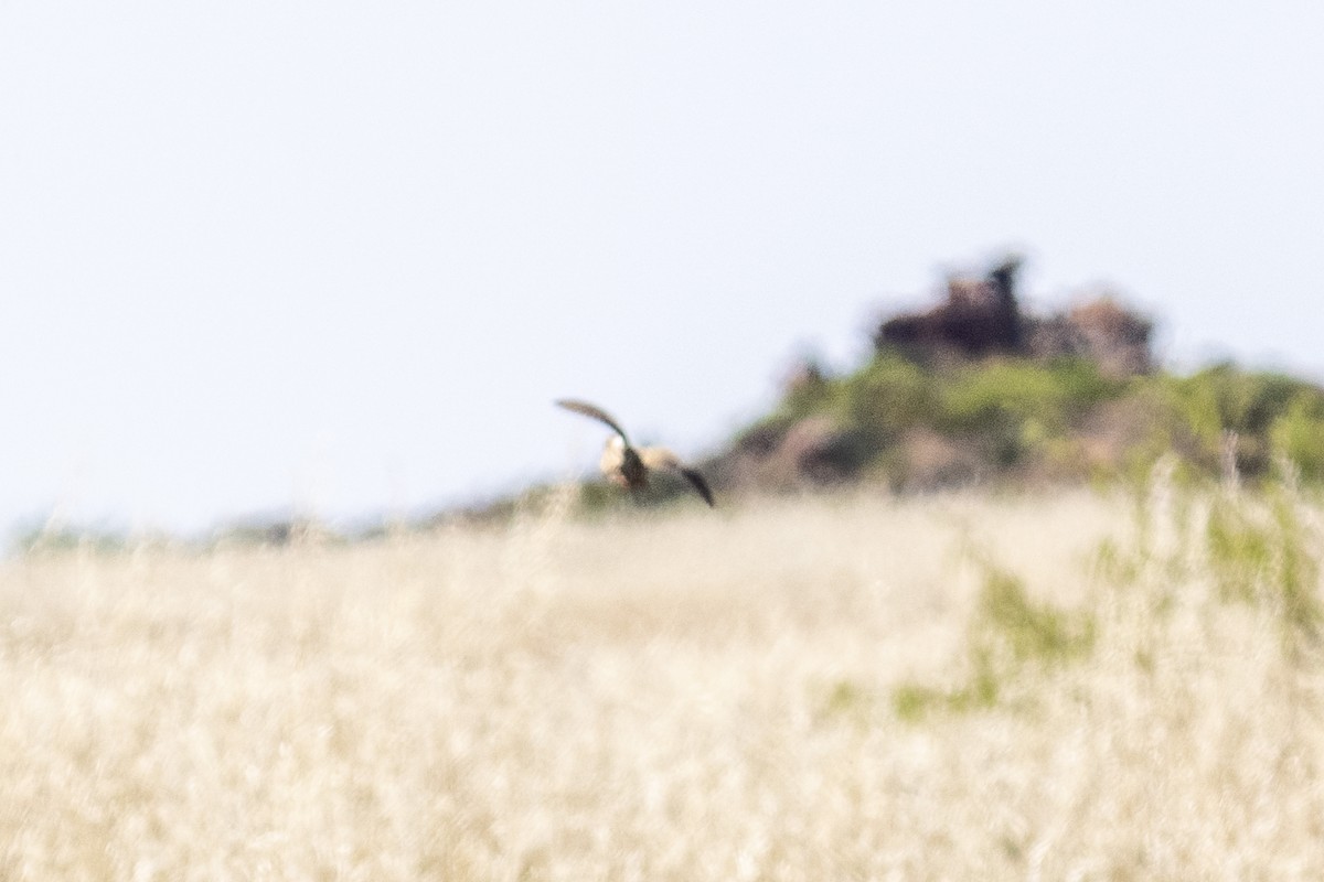 Common Quail - ML644399387